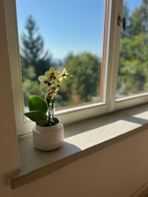 Bellevue Apartment